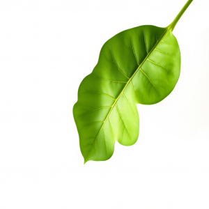 Single Monstera Leaf On White Background Botanical Minimal