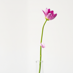 Single Flower In Bud Vase Elegant Simple Beauty
